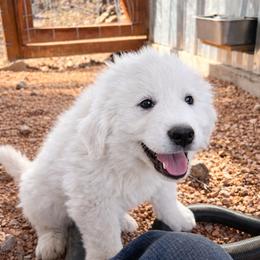 Green Girl - White female Great Pyrenees puppy in Elfrida, Arizona from Outlaw Acres Farm & Kennels