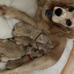 Cocker Spaniels from Rada's Puppies