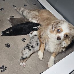 Toy Australian Shepherd Puppies from Reflections of Star Crest Kennel