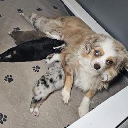 Toy Australian Shepherd Puppies from Reflections of Star Crest Kennel