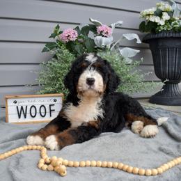 Finn - Tri-color male Bernedoodle puppy in Honey Brook, Pennsylvania from Green Ridge Puppies