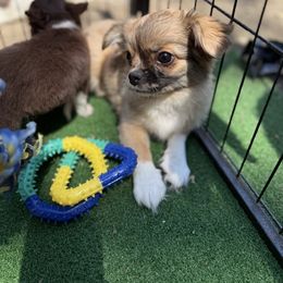 Octavia - Black sabled fawn female Chihuahua puppy in Brooklyn, New York from Cuties 4 You