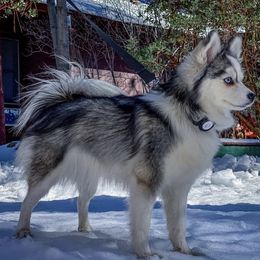 Bitty - Pomsky
