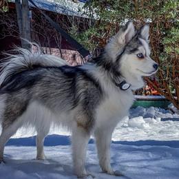 Bitty - Pomsky
