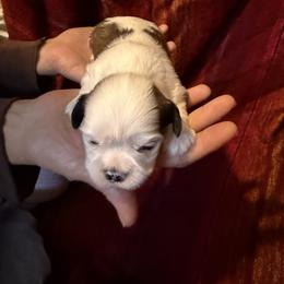 Rowan - Parti male Lhasa Apso puppy in Waterford, Connecticut from Floofie Butts