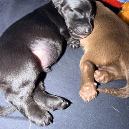 Dachshund Puppies from Jedi Weiner Ranch