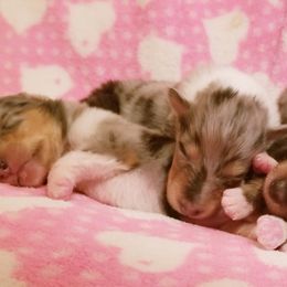 Collie and Shetland Sheepdog Puppies from Zandria Collies and Shelties