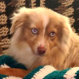 Conway - Toy Australian Shepherd