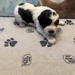 Longhorn - Black white and tan male English Springer Spaniel puppy in Braidwood, Illinois from A & R Springers