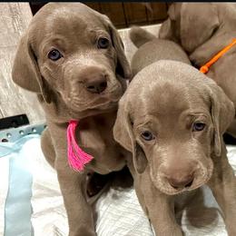 Weimaraner All Grown Up from Gentle soul Weimaraners