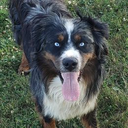 Maverick - Australian Shepherd