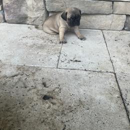 Girl 2 - Fawn female Pug puppy in Brooksville, Florida from Windsorsprings