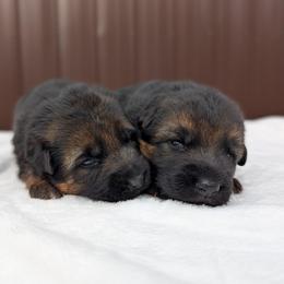 Juniper Vom Legacy - Black and red female German Shepherd puppy in Kingsley, Michigan from Legacy German Shepherds