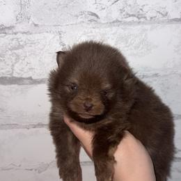 Snow - Chocolate and tan male Pomeranian puppy in Perry County, Ohio from Speechless Pom’s
