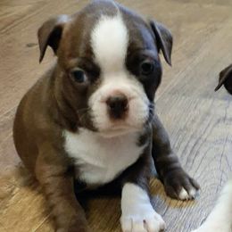 Boston Terriers from Bully Life Kennel