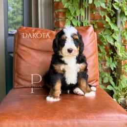 Dakota - Tri-color male Bernedoodle puppy in Tulsa, Oklahoma from The Poodle Co. Raising Doodles & Poodles