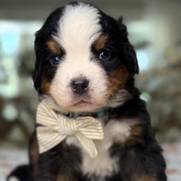 Duke - dark blue collar - Tri-color male Bernese Mountain Dog puppy in Yuciapa, California from AlltheDoodlez_