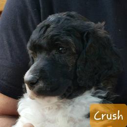 Crush (orange collar) - Brindle male Poodle puppy in Madison, Wisconsin from Blue Moon Standard Poodles