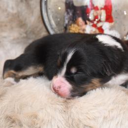 Biche - Black tri-color female Australian Shepherd puppy in Kirksville, Missouri from BellSharps Australian Shepherds