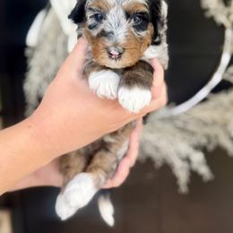 Princess Peach- pink collar female - Merle female Bernedoodle puppy in Salt Lake County, Utah from Coco Avenue Pups