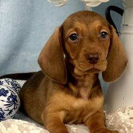 Chai AKC - Red female Dachshund puppy in Hendersonville, North Carolina from Snarky Doxy Miniature Dachshunds