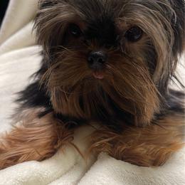 Bella Rose 6500 4.11 lb - Black and tan female Yorkshire Terrier puppy in Las Vegas, Nevada from Made in Heaven Yorkshire Terrier Las Vegas