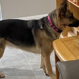Delilah - German Shepherd