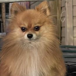 Joe Joe - Pomeranian