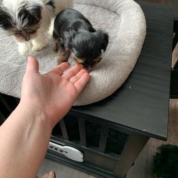 Yorkshire Terrier Puppies from Missy Lu Lap Puppies
