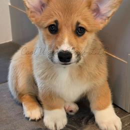 Storm - Red female Pembroke Welsh Corgi puppy in Kiowa, Colorado from Cool Water Corgis LLC