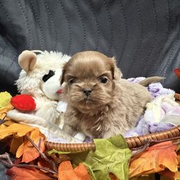Lil Miss Lavender Girl - Lilac female Shih Tzu puppy in Catonsville, Maryland from Becraft's Shih Tzu of Valhalla