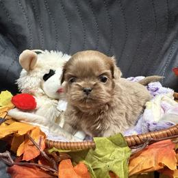 Lil Miss Lavender Girl - Lilac female Shih Tzu puppy in Catonsville, Maryland from Becraft's Shih Tzu of Valhalla
