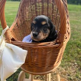 Trinity - Black and tan female Dachshund puppy in Pontotoc, Mississippi from Toddy Kennels