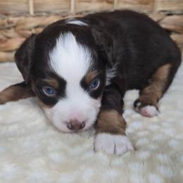 Kitty - Red merle female Miniature Australian Shepherd puppy in Paris, Texas from Blue Envy Mini Aussies