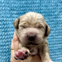 Girl 1 - female Goldendoodle puppy in Antelope, Oregon from High Desert Family Doodles