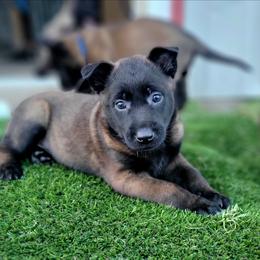 Serana - Mahogany female Belgian Malinois puppy in Sanger, Texas from Faubion Malinois