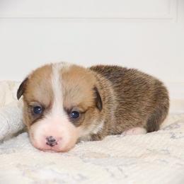 AKC Purple ID Girl - Red female Pembroke Welsh Corgi puppy in Ash Flat, Arkansas from Arkansas Corgis