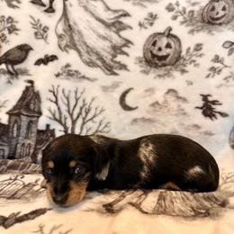 Hollywood - Dapple male Dachshund puppy in Nampa, Idaho from 208 Wiener Wiggle Butts LLC