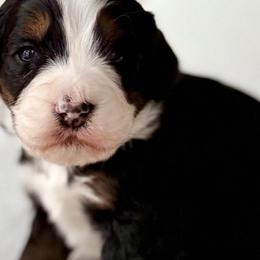 Nancy- White collar girl - Tri-color female Bernedoodle puppy in Colorado Springs, Colorado from Mercy Mountain Bernedoodles