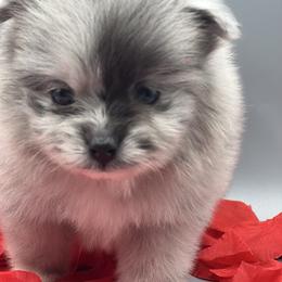 Snoooy - Blue merle male Pomeranian puppy in Brentwood, California from Royalpawpoms