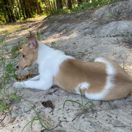 Oxyale - Sable merle and white female Collie puppy in Bamberg, South Carolina from Shakhor Ohr Collies and Pomeranians