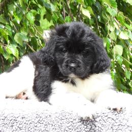 Panda Bear - White and black female Newfoundland puppy in Dalton, Ohio from Newfforu