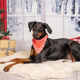 Doberman Pinscher All Grown Up from Morgan Doberman Kennel