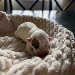 Brûlée - Red speckled female Australian Cattle Dog puppy in Tucson, Arizona from Soqui Ortiz Cattle Ranch