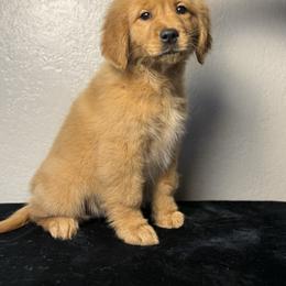Pumpkin - Dark golden female Golden Retriever puppy in Touchet, Washington from Northwest Rainbow Aussies and Golden Retrievers
