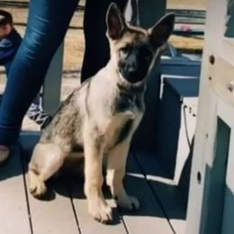 German Shepherd Puppies from Von WestLynn German Shepherds