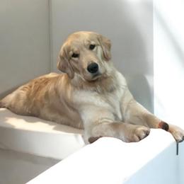 Ash - Golden Retriever