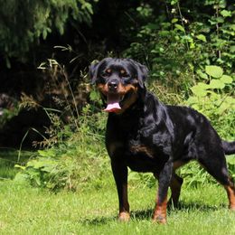 Yippie - Rottweiler