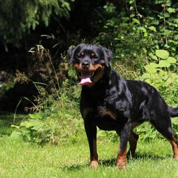 Yippie - Rottweiler