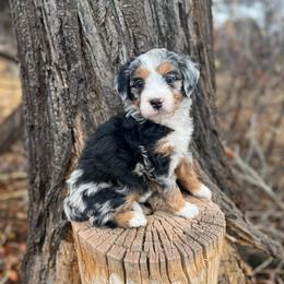 Hart - Blue merle female Australian Shepherd puppy in Randolph, Utah from Dry Canyon Pups